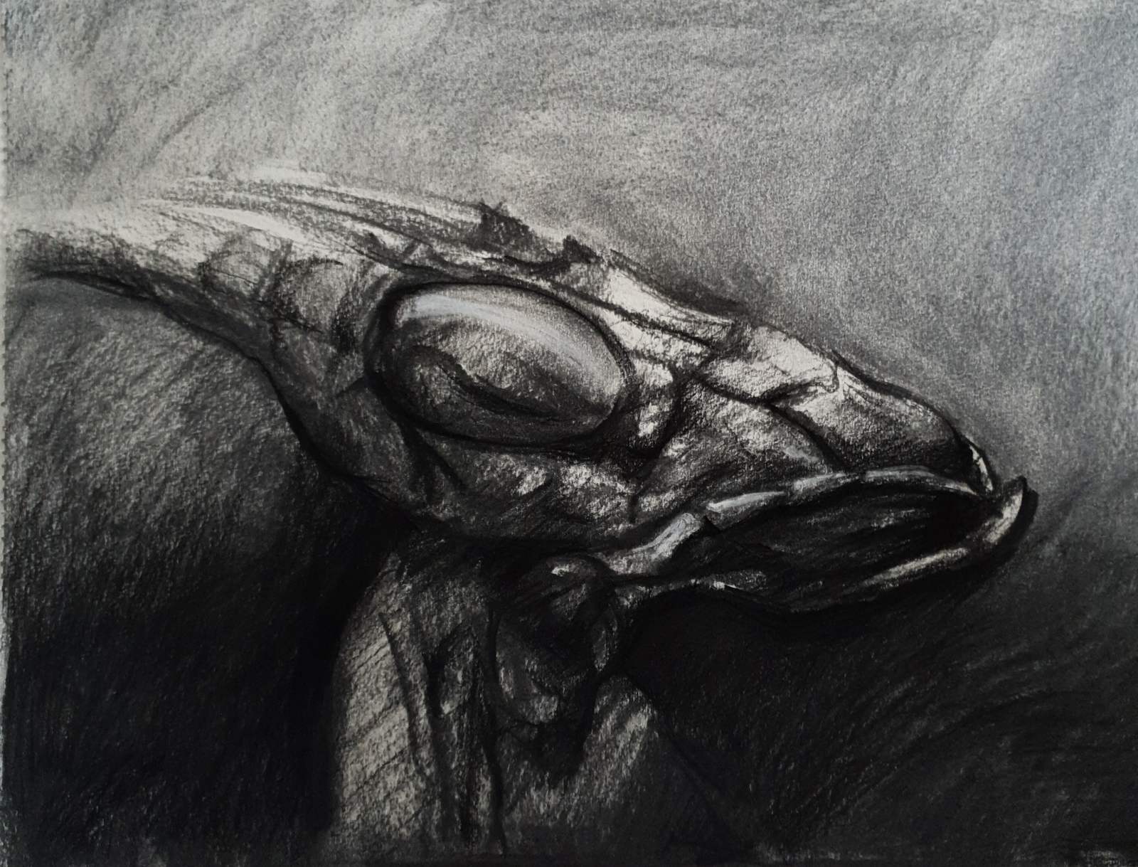 Artwork of Helena Blagojevic, name:"Praying Mantis" , dimensions: 29 cm x 43 cm , technique: charcoal, made in year: 2022
