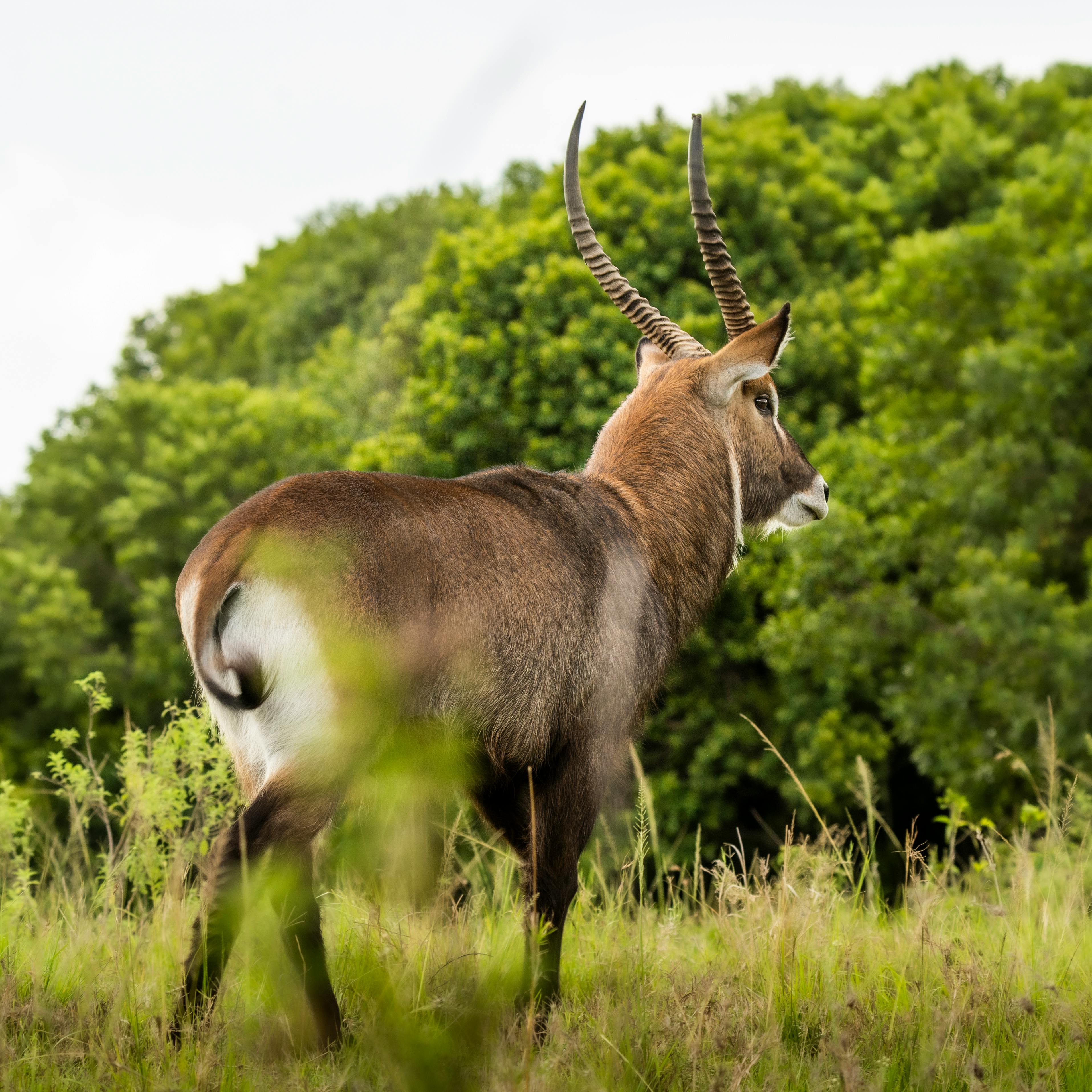 Maasai Mara - Image 2