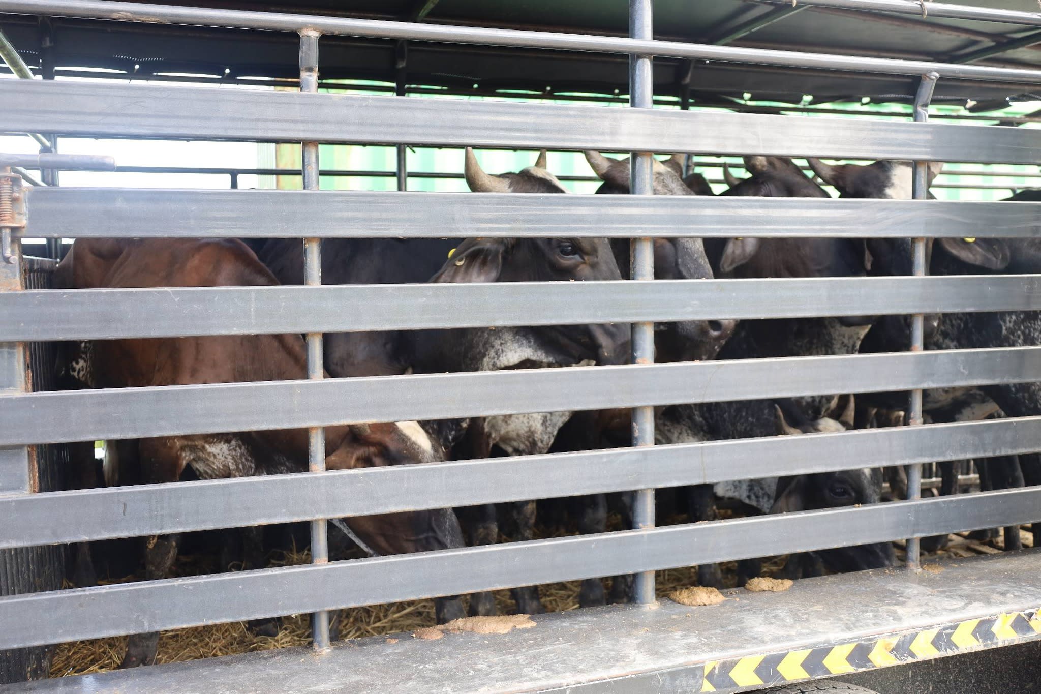 Nineteen farmers benefit from heifers to boost dairy production