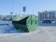 На Камчатке организуют экоакцию по сбору живых елей