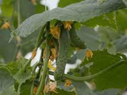 Сезонное зимнее подорожание помидоров и огурцов на Камчатке должно быть устранено 