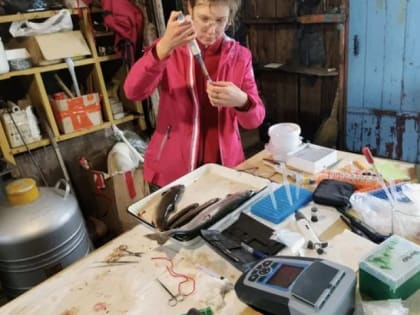 Новые формы гольцов обнаружены в бассейне Кроноцкого озера на Камчатке