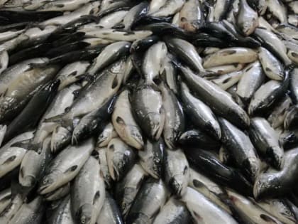 Камчатская рыба уплывает в Китай