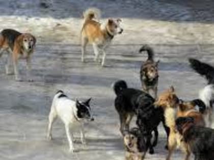 Безопасность детей в Петропавловск-Камчатском городском округе