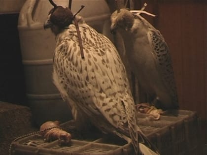 Ловцов краснокнижных кречетов задержали на Камчатке