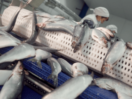 Почти 7 млрд поступило в камчатский бюджет благодаря рыбодобытчикам