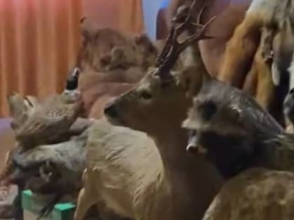 Камчатский охотовед предлагает создать музей естественной истории на Камчатке