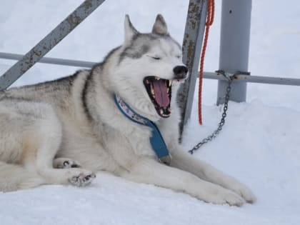 Площадка "Мокрый нос" откроется на фестивале "Снежный путь #МыВместе" на Камчатке