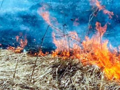 Российским дачникам разрешат сжигать сухую траву и мусор ближе к домам