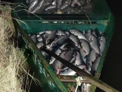 Китайские власти готовы платить за информацию о браконьерах