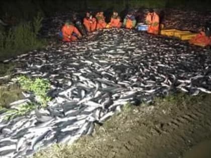 В правительстве Камчатского края инициировали проверку по факту обнаружения несанкционированной свалки рыбы в Соболевском районе