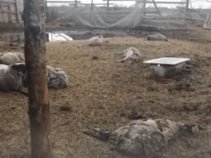 Медведь задрал овец на частной ферме на Камчатке