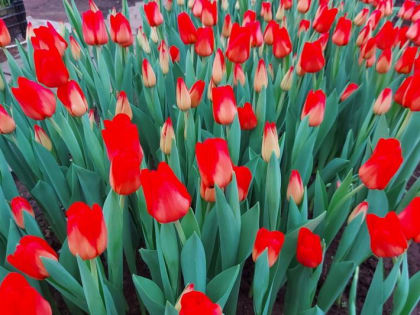 Семь тысяч тюльпанов поставили на Камчатку из Ставрополья взамен местных цветов