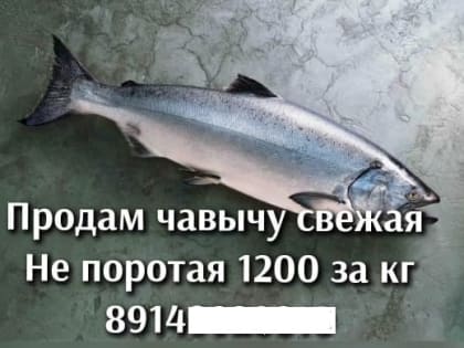 Браконьерскую чавычу начали продавать на Камчатке