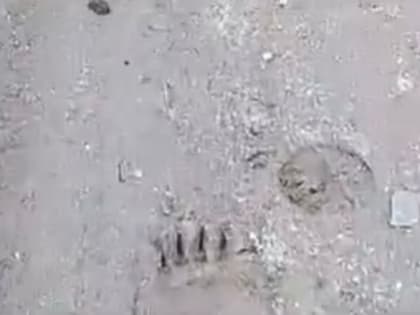 На Камчатке в поселке Заозёрном медведь гонял лошадь с жеребёнком