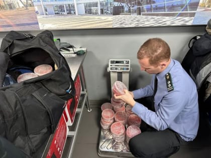 Авиапассажиры вывозят с Камчатки икру кустарного производства