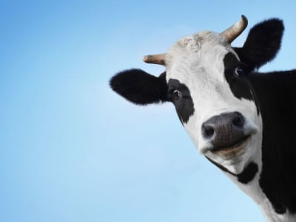 Власти Камчатки попытались отсудить у сельхозпредприятия субсидию из-за канцелярской ошибки