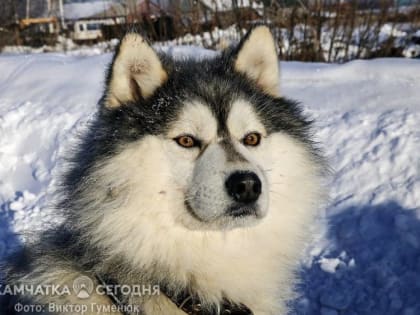 Стартовала гонка-пролог «Берингия-2023» в Эссо на Камчатке