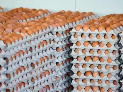 В России нашли виновных в росте цен на куриные яйца