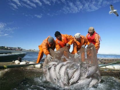 Камчатские рыбаки замахнулись на рекорд