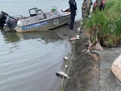 На Камчатке будут судить браконьеров, наловивших лосося на 2 миллиона