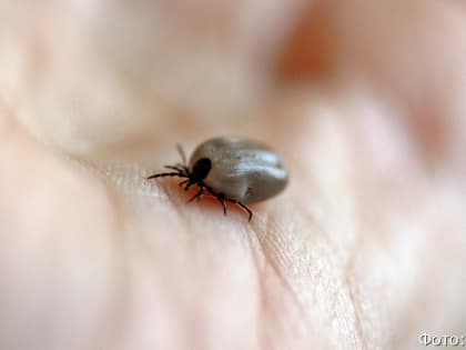 На Камчатке за лето от нападения клещей пострадали 62 человека