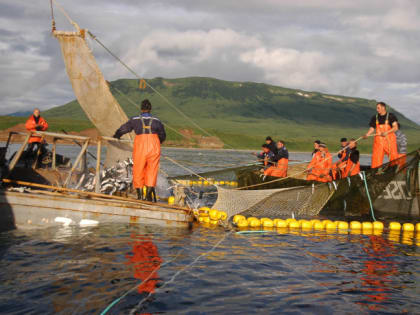 Добросовестным рыбопромышленным предприятиям Камчатки упростили процедуру перезакрепления участков