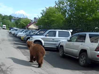 Камчатка усиливает меры по регулированию численности медведей