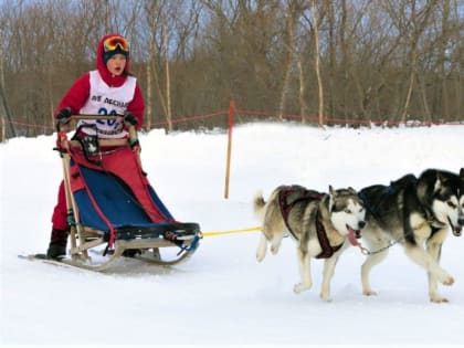 На Камчатке стартует первенство Дальнего Востока по ездовому спорту