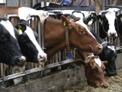 Техническая ошибка едва не стоила камчатским животноводам 100 тысяч рублей