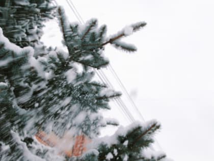 У 64% жителей ДФО ёлка простоит дома до Старого Нового года