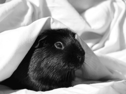 Какой цвет является символом 2023 года