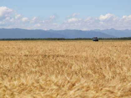Свыше трех тысяч гектаров сельскохозяйственных земель восстановлено в Камчатском крае