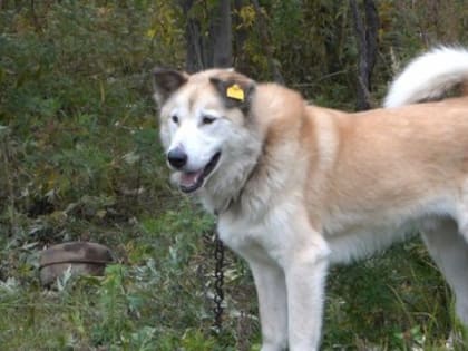 Больше 700 собак помещены в частные приюты Камчатки на постоянное содержание