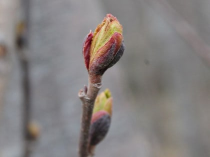 Март побил температурный рекорд в райцентре Мильково на Камчатке