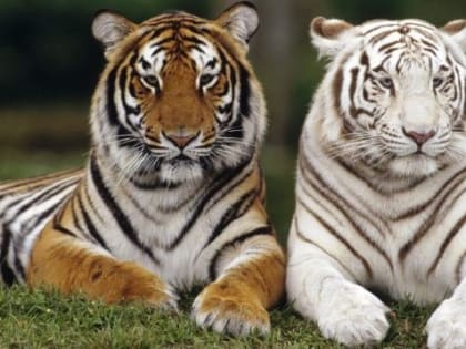 Тест-викторина «Король хищников»