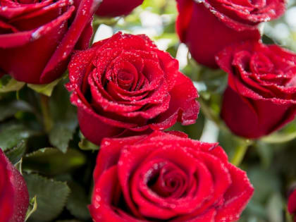 Праздничный букет - лучшие материалы ИА KamchatkaMedia о наших землячках . Часть 1