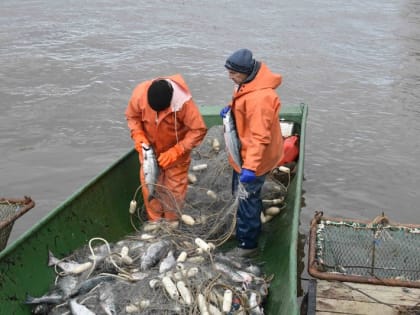Усть-камчатские рыбаки за день выловили 110 тонн лосося