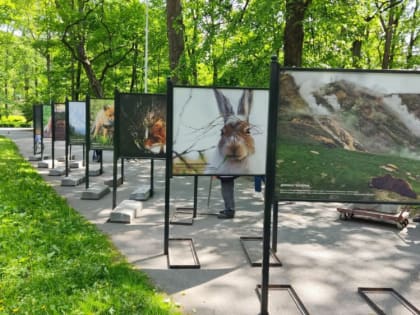 Лисицы Кроноцкого заповедника продолжают покорять Москву и Санкт-Петербург
