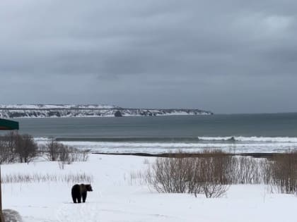 Камчатские медведи спасаются от апрельских циклонов около домиков инспекторов