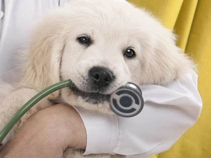 Ветеринарам на Камчатке предлагают зарплаты не больше 72 тысяч рублей