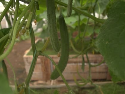 Предприниматель на Камчатке: «Наша экономика развивается благодаря поддержке Президента»