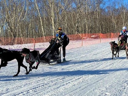 На Камчатке завершилось первенство Дальнего Востока по ездовому спорту