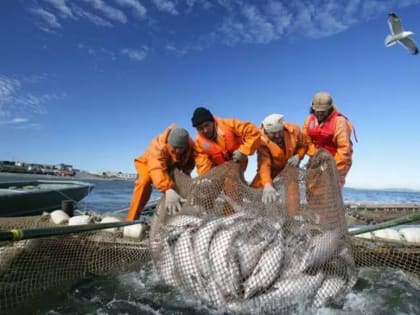 Лососевый улов рыбаков Камчатки достиг почти 25,5 тыс. тонн