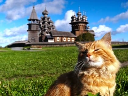 С мур-мур праздником: 1 марта – День кошек в России