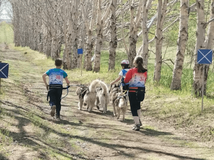 Соревнования по ездовому спорту проведут в субботу в столице Камчатки