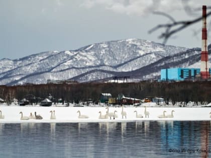 Лебеди прилетели зимовать на Халактырское озеро рядом с Камчатской ТЭЦ-2