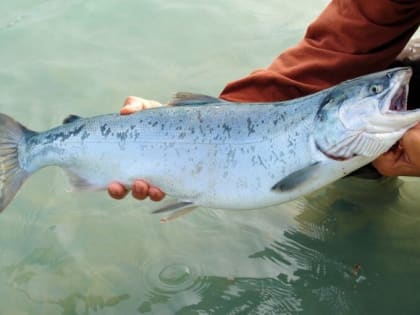 52 тонны рыбной продукции уничтожат по решению суда