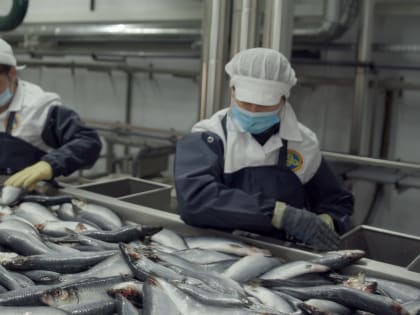 Почти семь миллиардов рублей дополнительно поступило в бюджет Камчатского края благодаря рыбохозяйственному комплексу в 2023году 