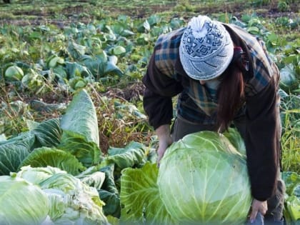 Возбуждено уголовное дело по факту смертельного ДТП в Елизовском районе